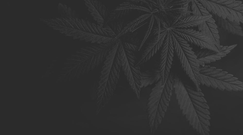 Leafly helps the world discover cannabis. background image